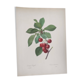 Gravure ancienne de fruits -1955- Cerisier Royal- par PJ. Redouté. Vintage