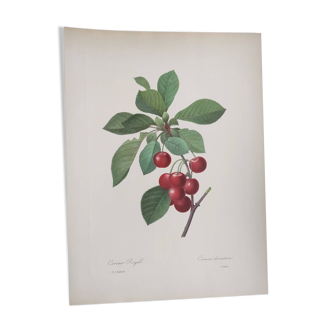 Antique fruit engraving -1955- Royal Cherry Tree- by PJ. Redouté. Vintage
