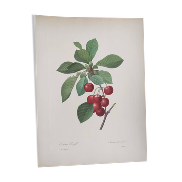 Antique fruit engraving -1955- Royal Cherry Tree- by PJ. Redouté. Vintage