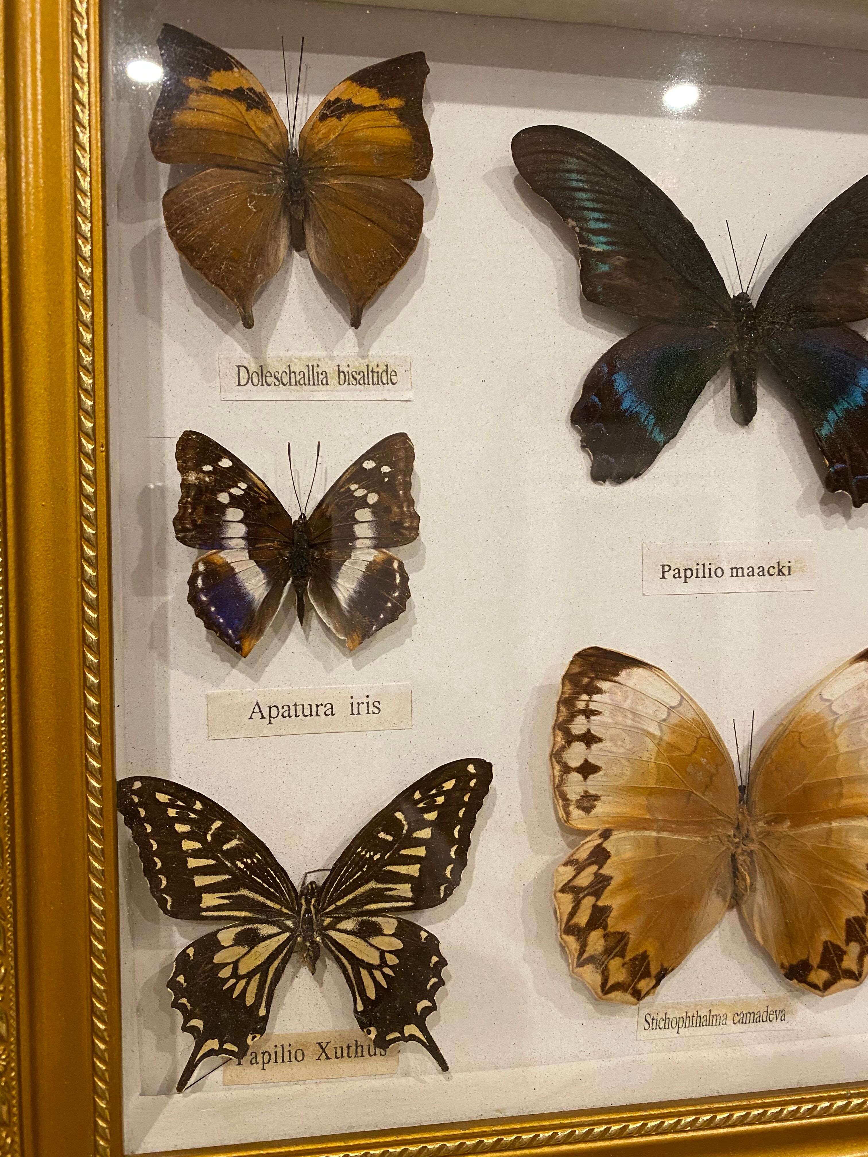 Vintage butterfly frame