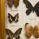 Vintage butterfly frame
