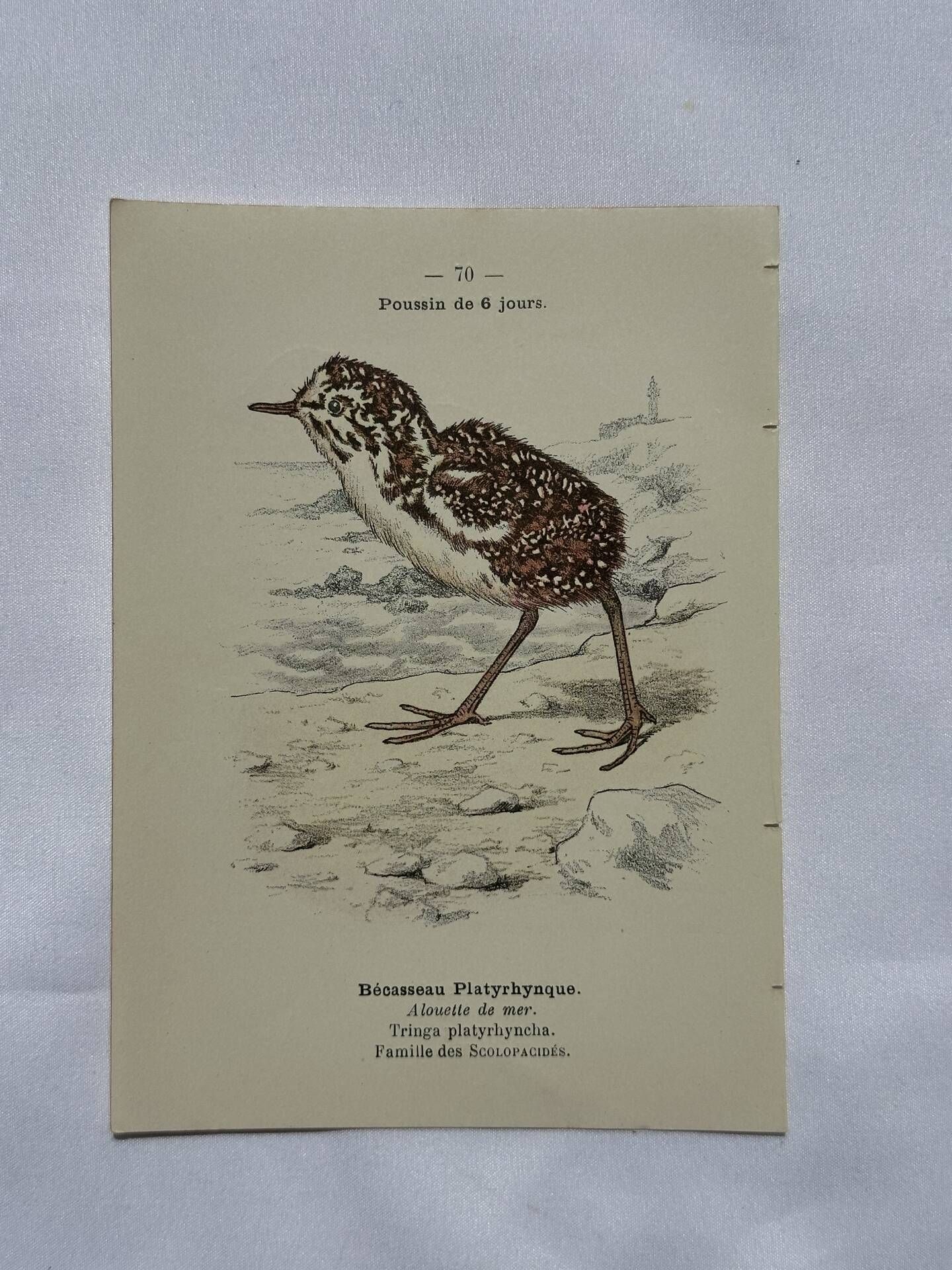 🐦 Botanical Plate Engraving of Birds Naturalist 19th Century Double-sided A