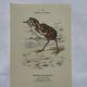 🐦 Botanical Plate Engraving of Birds Naturalist 19th Century Double-sided A