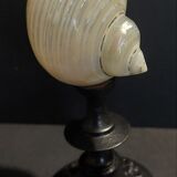 Cabinet of curiosities shell turbo petholatus pearl on base