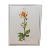 Planche botanique Arnica