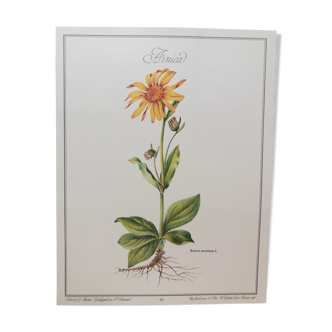 Planche botanique Arnica