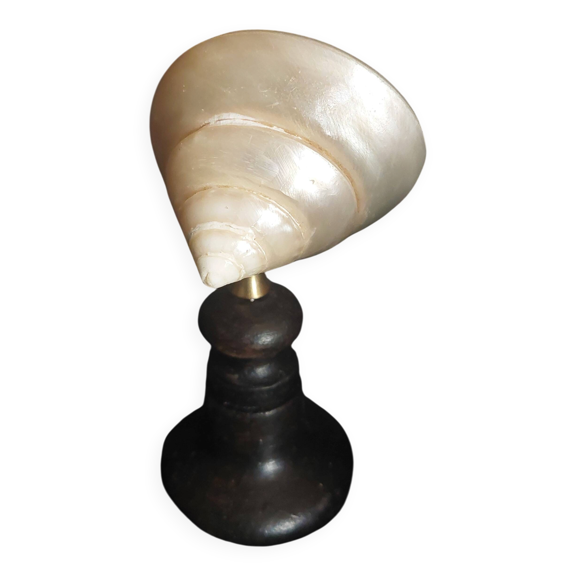 Cabinet of Curiosities trochus niloticus shell with a mother-of-pearl finish on a base.