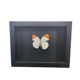 Papillon encadré