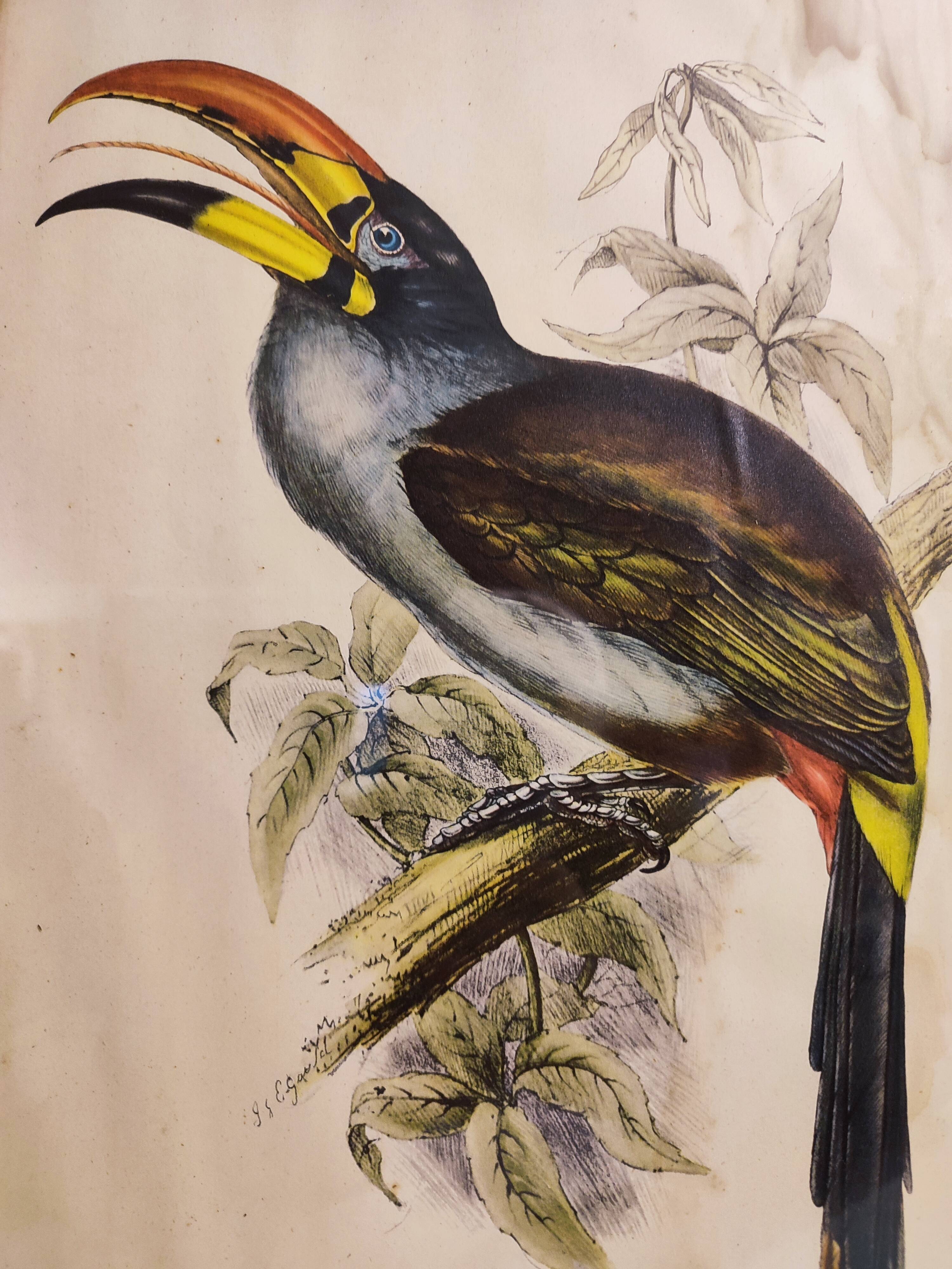Gould lithograph enhanced hand Toucan Araçari
