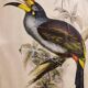 Gould lithograph enhanced hand Toucan Araçari