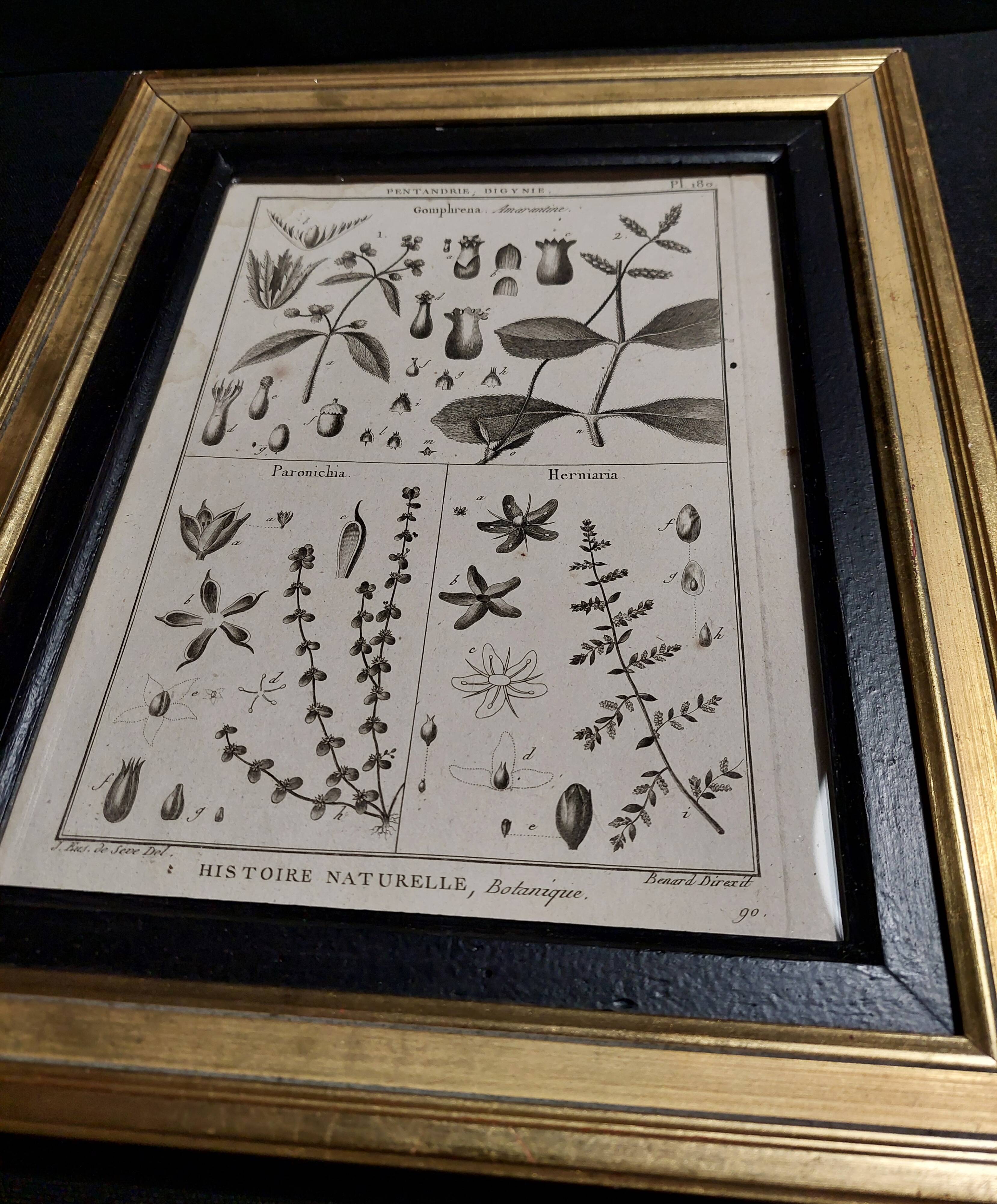 Gravure histoire naturelle XVIIIème encadrée pentandrie Robert Bénard