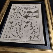 18th century natural history engraving framed pentandry Robert Bénard