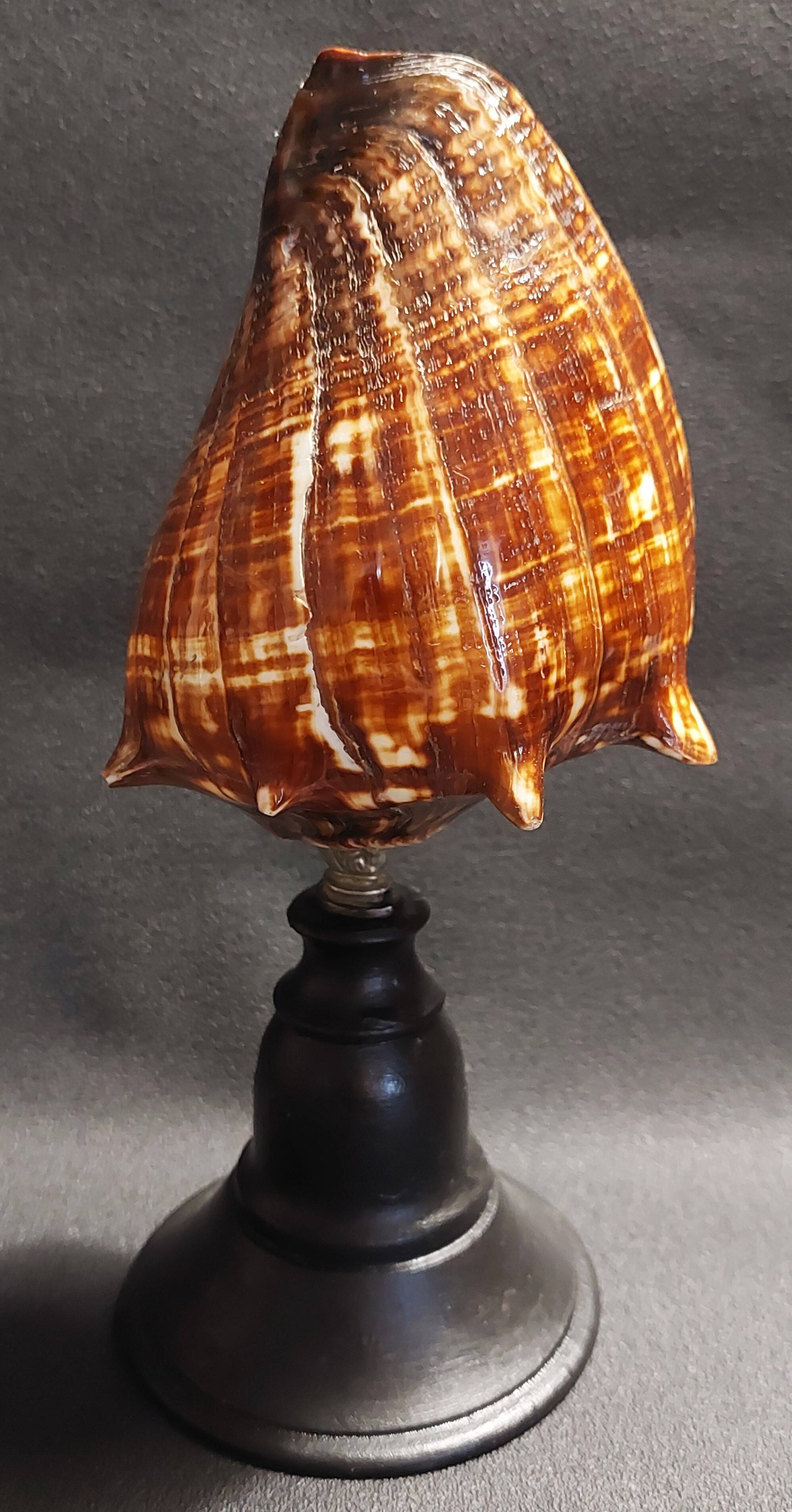 Cabinet of Curiosities shell melongena melongena on a base