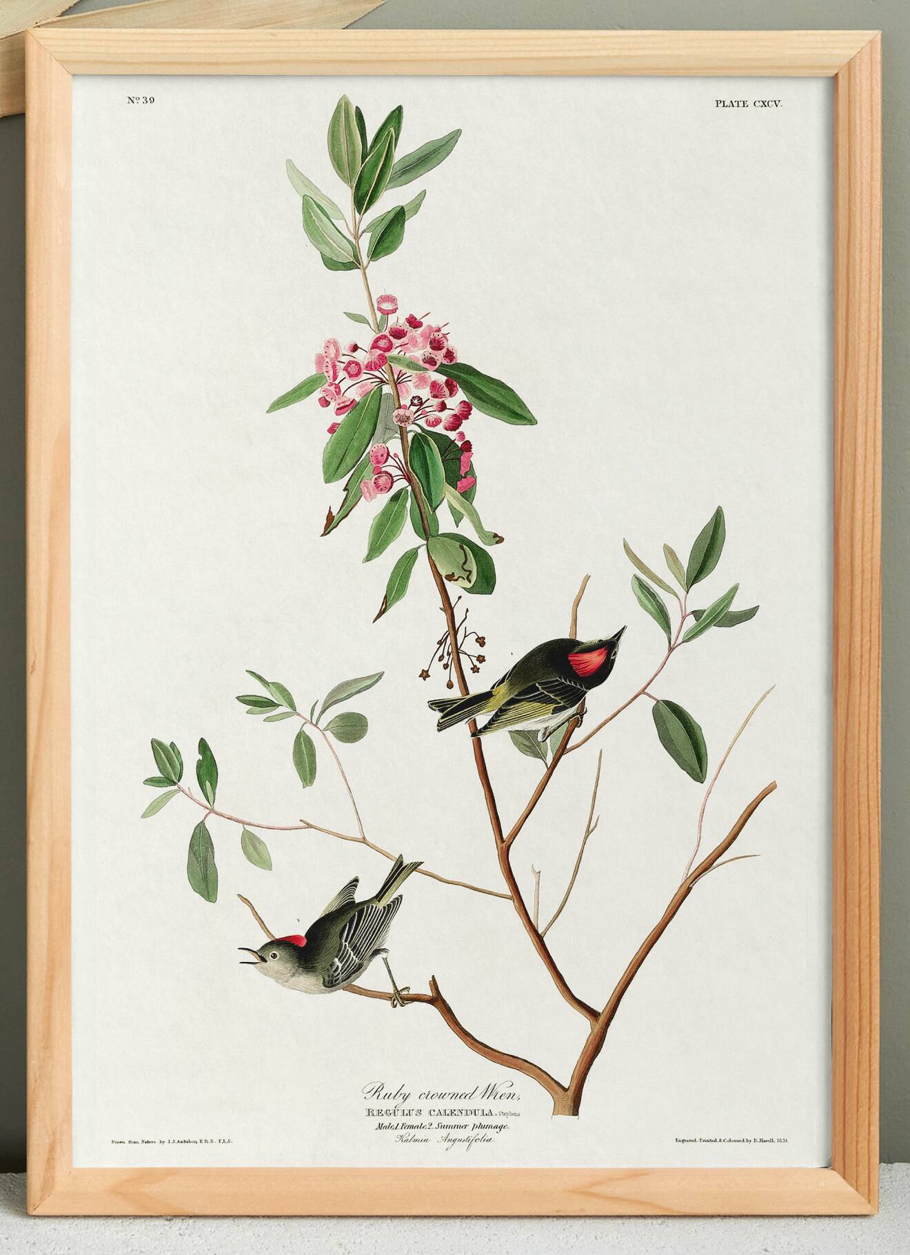 Poster of the Ruby-crowned Kinglet, after an old engraving