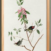 Poster of the Ruby-crowned Kinglet, after an old engraving