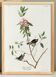 Poster of the Ruby-crowned Kinglet, after an old engraving