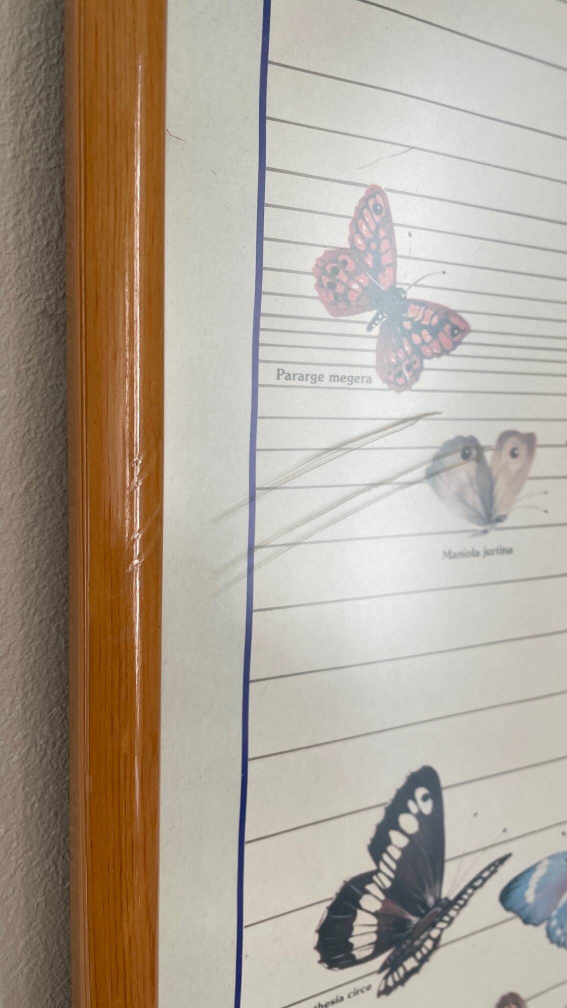 TABLEAU Display BUTTERFLY Italy Vintage