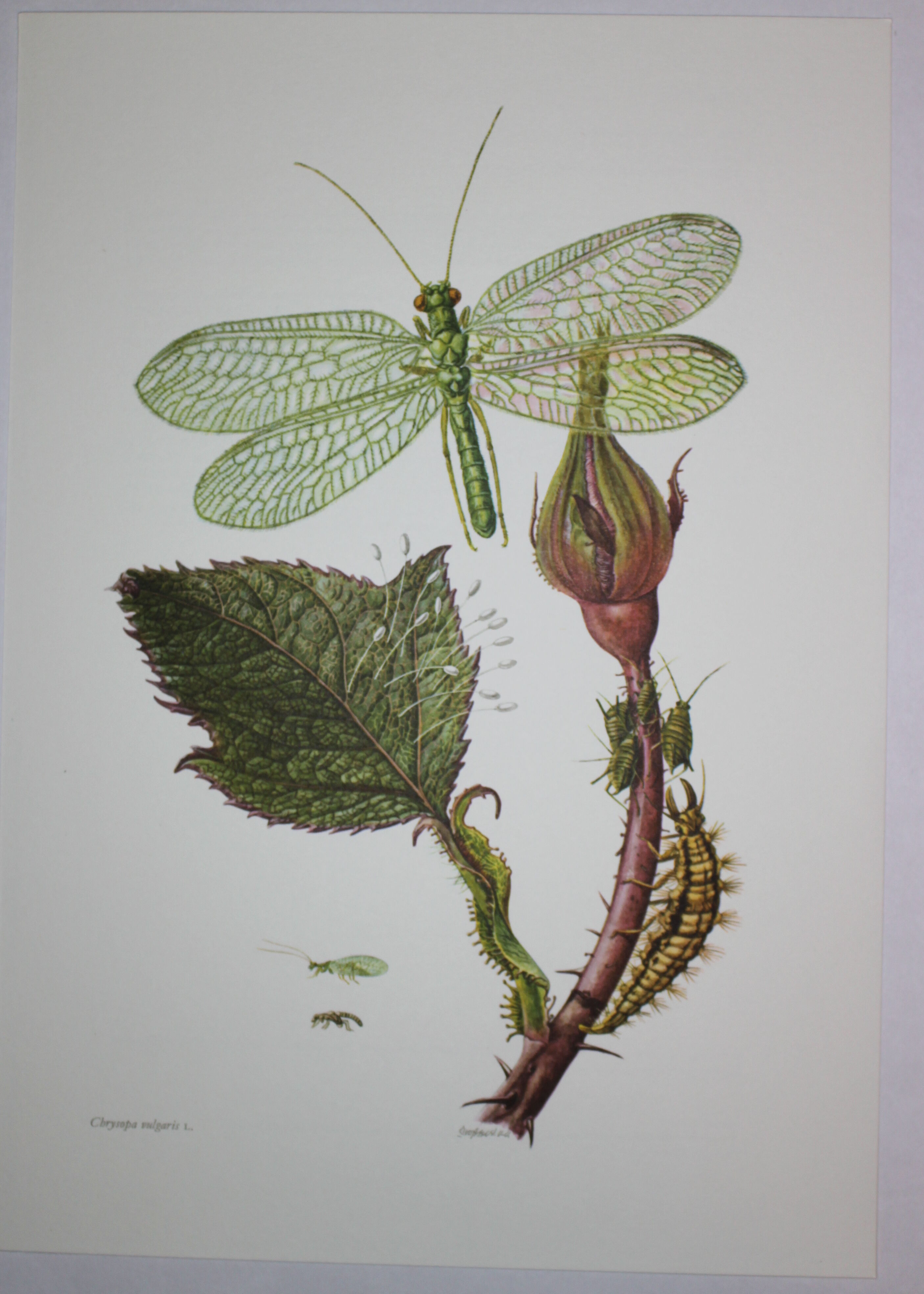 Lacewing| 1961 | Planipan insects| Original pedagogical board| Entomology