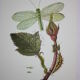 Lacewing| 1961 | Planipan insects| Original pedagogical board| Entomology
