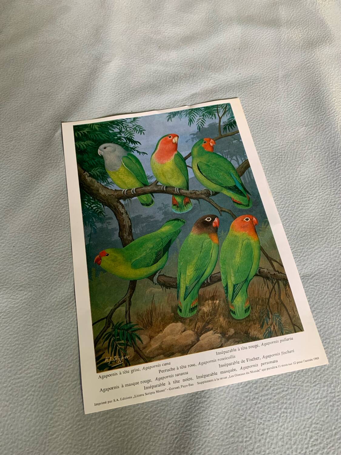 Poster "The Birds of the World" - 1969