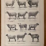 Lithograph on sheep from 1921