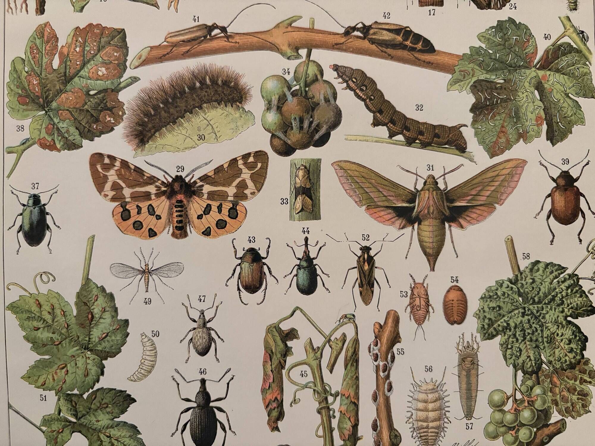 Vintage illustrated plate on insects that are enemies of the vine – 1910