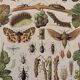 Vintage illustrated plate on insects that are enemies of the vine – 1910