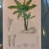 Old botanical plate, framed, representing a Chinese banana tree.
