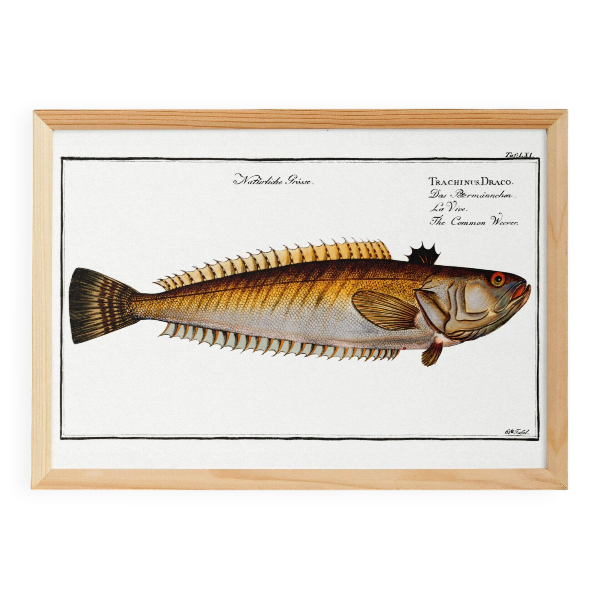 Poster on the live stream, based on an old engraving from 1746.