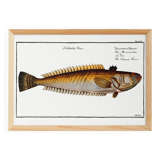 Poster on the live stream, based on an old engraving from 1746.