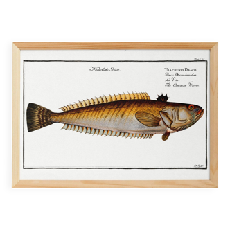 Poster on the live stream, based on an old engraving from 1746.