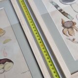 Two old engravings of watercolor mushrooms nineteenth century after G. Bernard