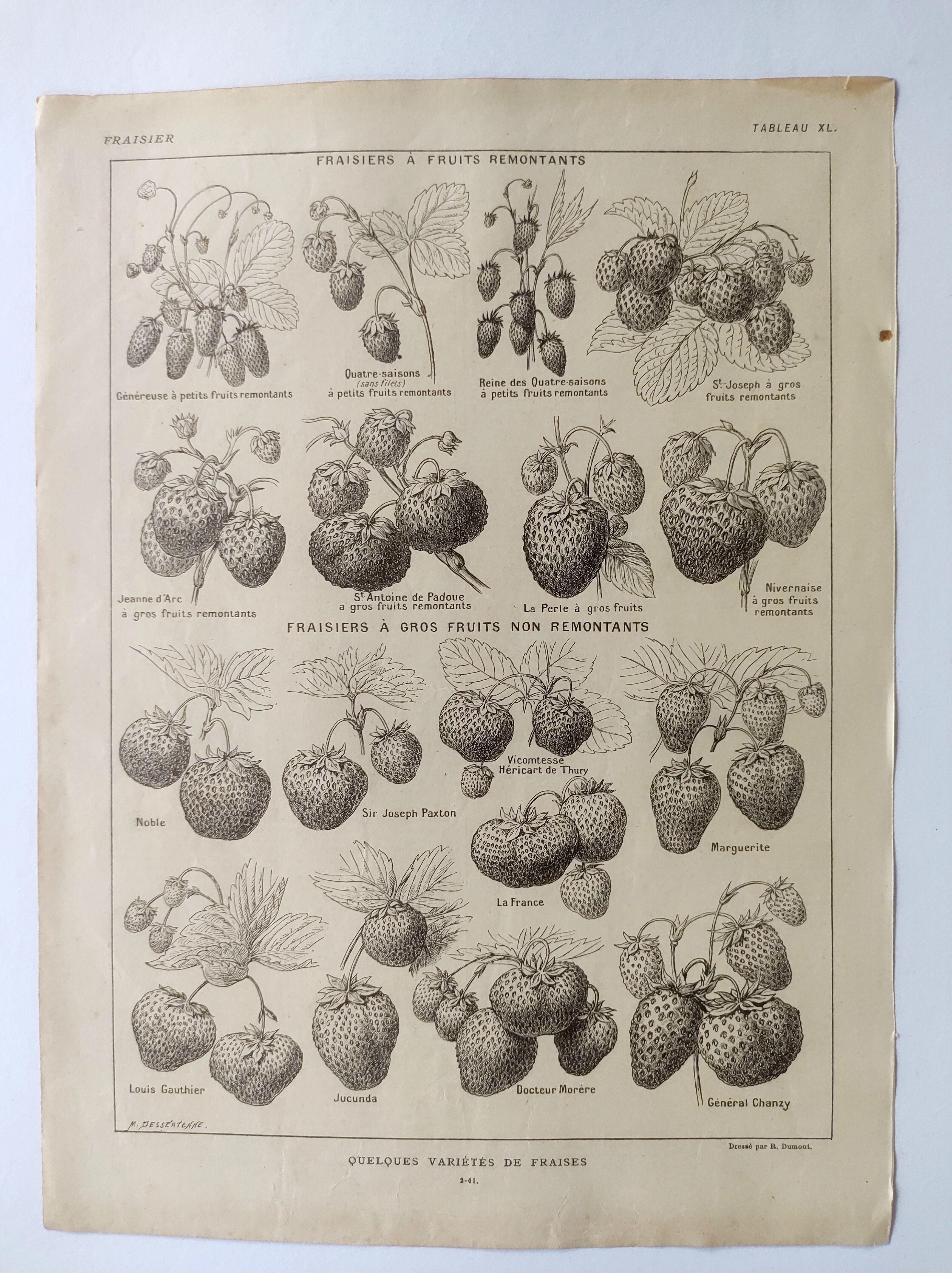 Gravure ancienne • Fraises et Fraisiers • Affiche originale de 1922