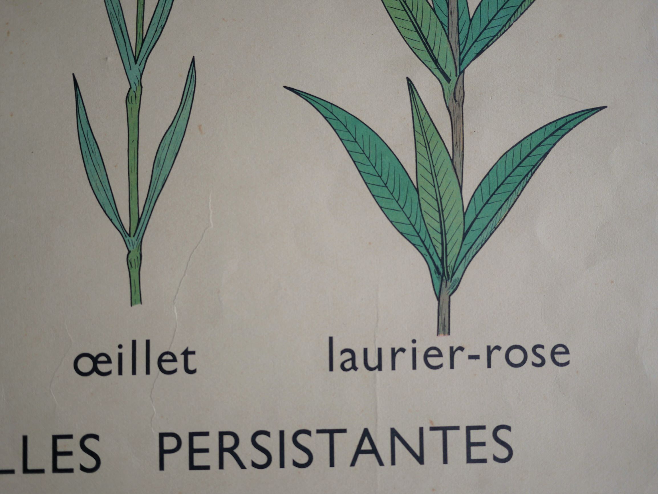 Affiche botanique d'école vintage « Disposition des Feuilles »