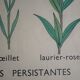 Affiche botanique d'école vintage « Disposition des Feuilles »