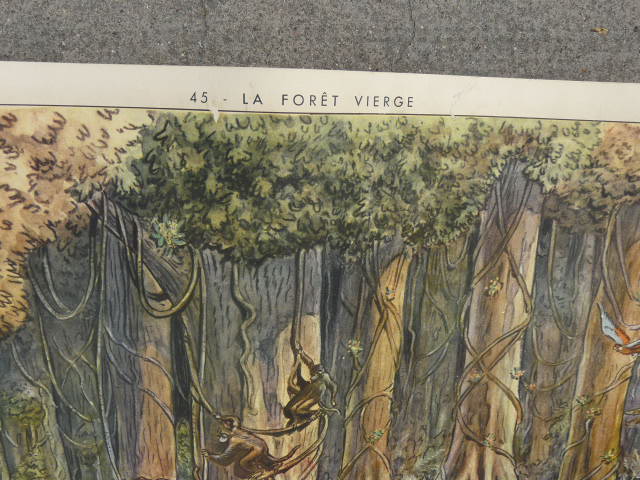 School poster Rossignol collection years 50,N° 45 and 46 the tundra - the virgin forest