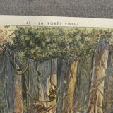 School poster Rossignol collection years 50,N° 45 and 46 the tundra - the virgin forest