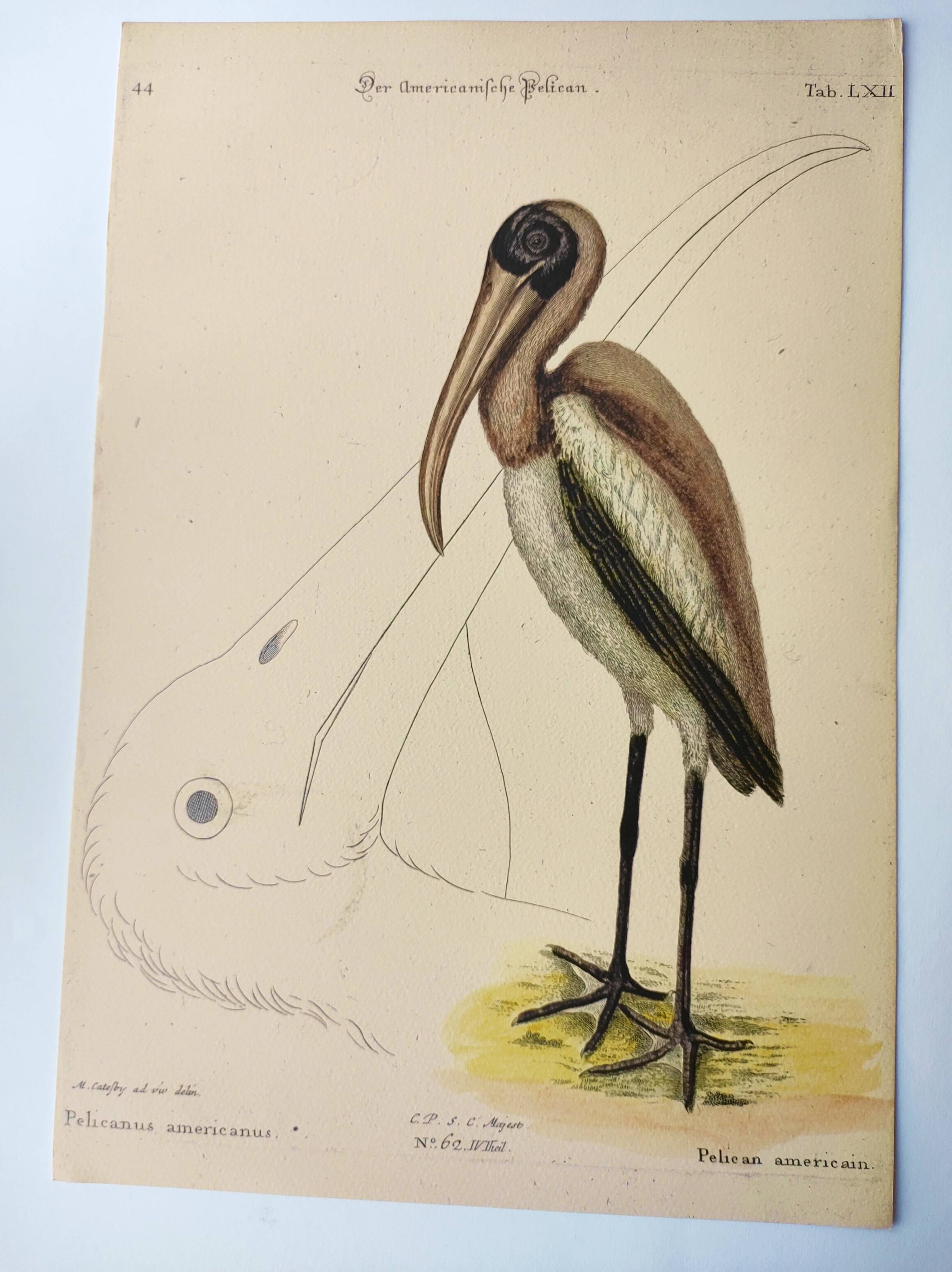 Antique bird engraving - American Pelican - Zoological plate by Seligmann & Catesby