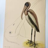 Antique bird engraving - American Pelican - Zoological plate by Seligmann & Catesby