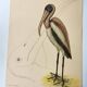 Antique bird engraving - American Pelican - Zoological plate by Seligmann & Catesby