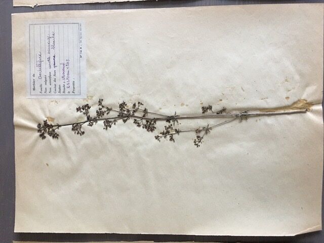 Lot de 3 planches d’herbier