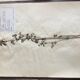 Lot de 3 planches d’herbier