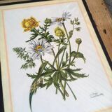Set of three illustrations of vintage flowers under glass, 1960/1970s