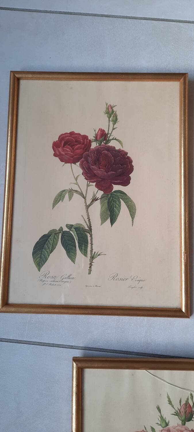 Framed botanical plates