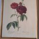 Framed botanical plates