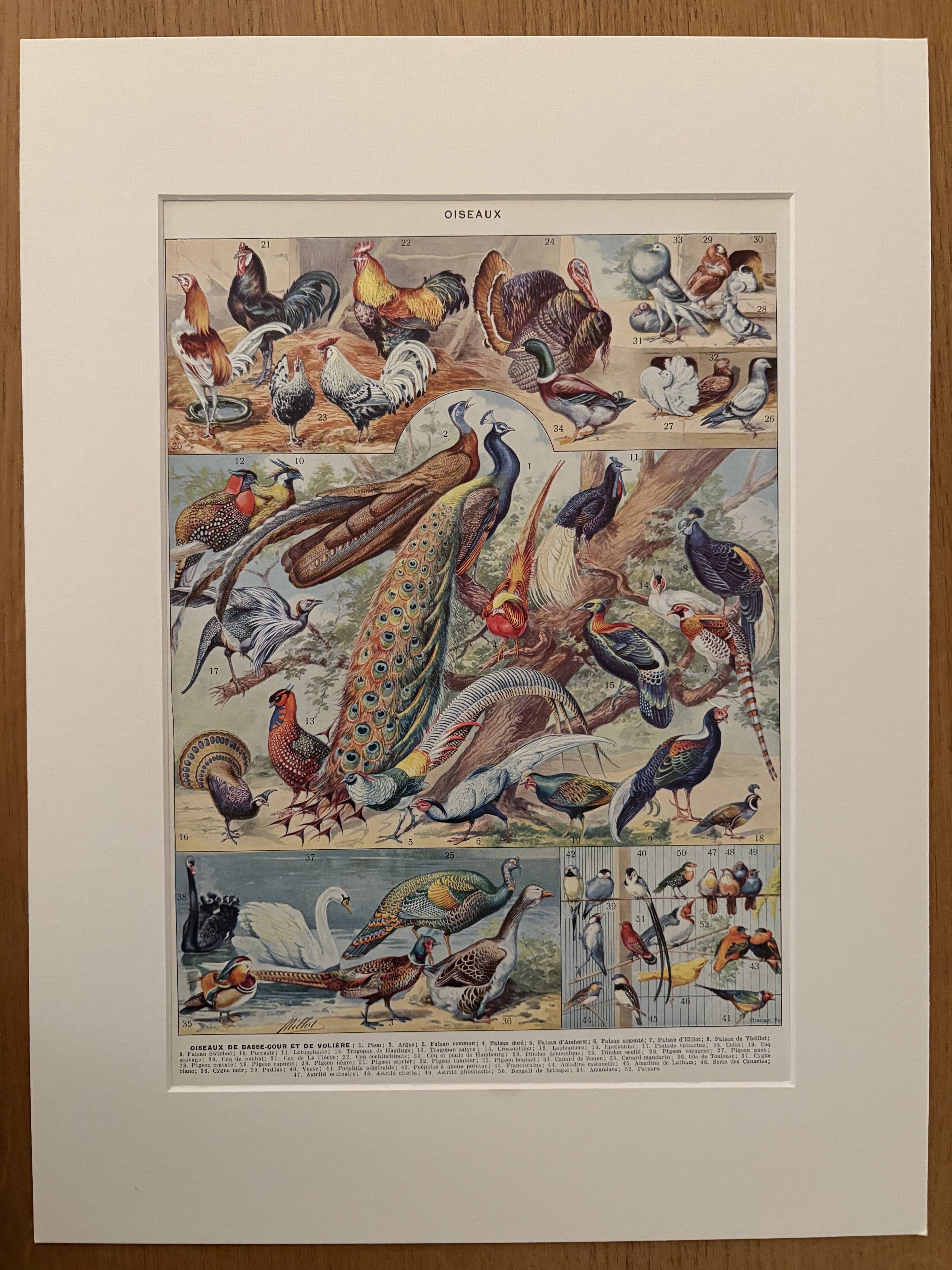 Planche illustrée sur les oiseaux (de basse-cour et volière) - 1930