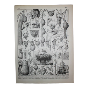 Gravure nid d'oiseaux et autres