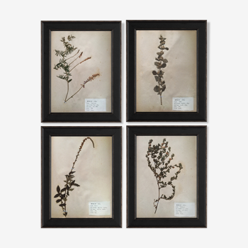 Set of 4 large boards of vintage herbarium of 1924 by M.Lelièvre