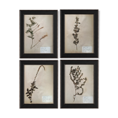 Set of 4 large boards of vintage herbarium of 1924 by M.Lelièvre