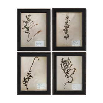 Set of 4 large boards of vintage herbarium of 1924 by M.Lelièvre